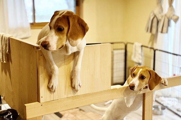 ケージの中で静かにお留守番ができる?