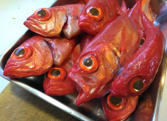 旬の時期に稲取港で水揚げされた地金目鯛