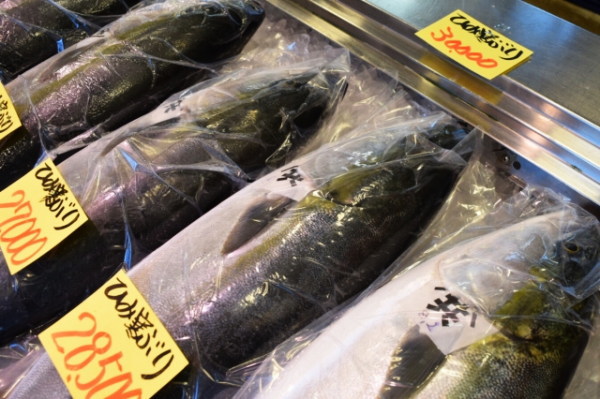 氷見の市場にずらりと並ぶ寒ブリ。値札付きで迫力満点！