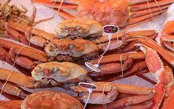 兵庫県・香住漁港で水揚げされる「香住ガニ(紅ズワイガニ)」